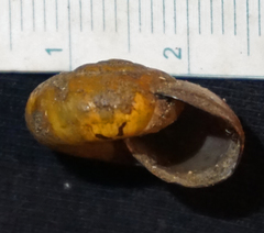Mesomphix perlaevis