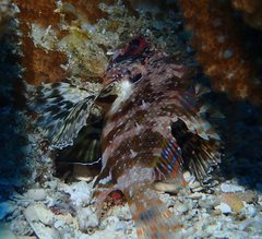 Dendrochirus barberi