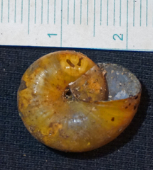 Mesomphix perlaevis