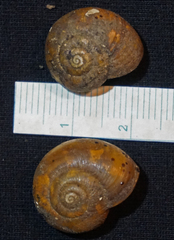 Mesomphix perlaevis