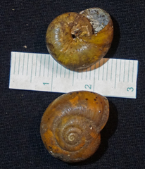 Mesomphix perlaevis