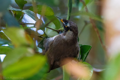 Bolemoreus frenatus