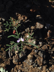 Sibara filifolia