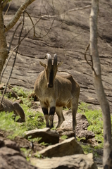 Nilgiritragus hylocrius
