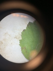 Crataegus macrosperma