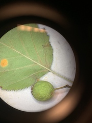 Crataegus macrosperma