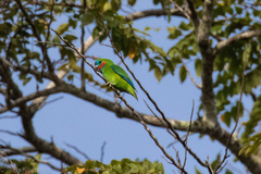 Cyclopsitta diophthalma