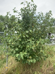 Crataegus macrosperma