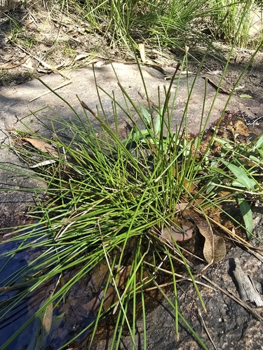 Eleocharis cylindrostachys observed 2025-03-14