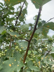 Crataegus macrosperma