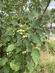 Crataegus macrosperma