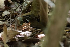 Oreoscopus gutturalis