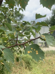 Crataegus macrosperma