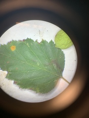 Crataegus macrosperma