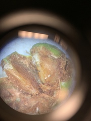 Crataegus macrosperma