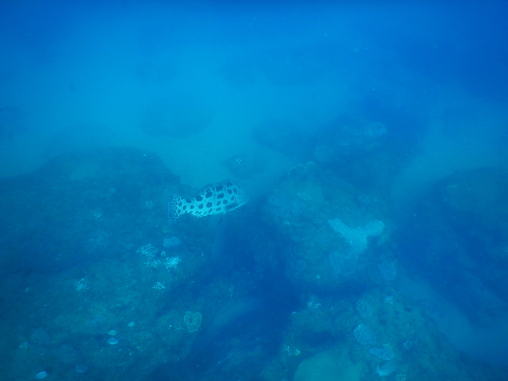 Potato cod close to the reef with its mouth slightly open, a diver photographing in the background, KwaZulu-Natal, South Africa