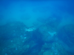 Epinephelus tukula