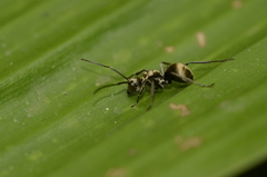 Polyrhachis illaudata