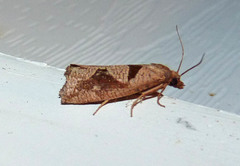 Pelochrista oraria