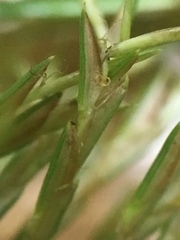 Cyperus engelmannii