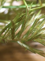 Cyperus engelmannii