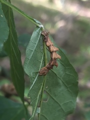 Nematocampa