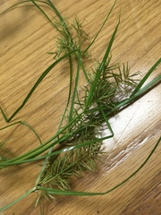 Cyperus engelmannii