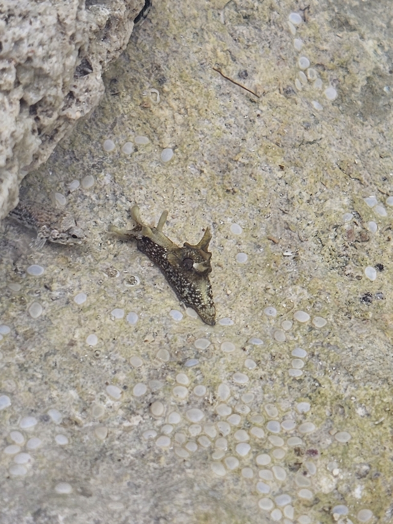 Dwarf sea hare