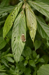 Mycalesis anaxias