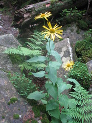 Doronicum austriacum