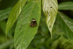 Mycalesis anaxias