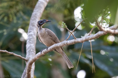 Philemon buceroides