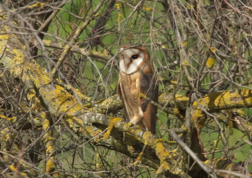 Lechuza común (Tyto alba)