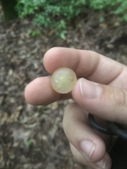 Amphibolips nubilipennis