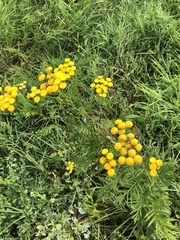 Tanacetum vulgare