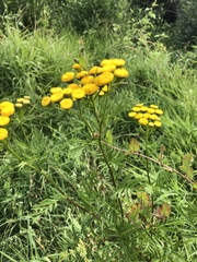 Tanacetum vulgare