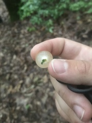 Amphibolips nubilipennis