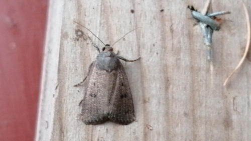 Mouse Moth, Sommerstedvej v Bjerndrup Bygade, 6070 Christiansfeld, Danmark, photo 8 of 10