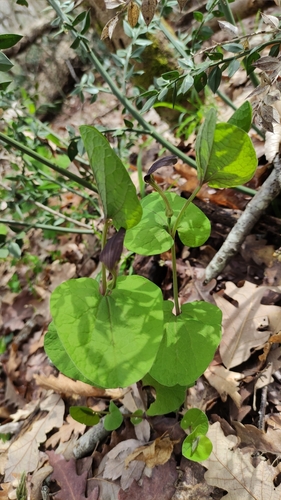 Smearwort