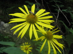 Doronicum austriacum