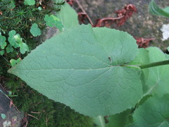 Doronicum austriacum