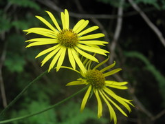Doronicum austriacum