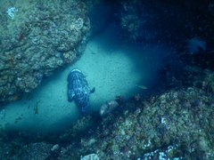 Epinephelus tukula