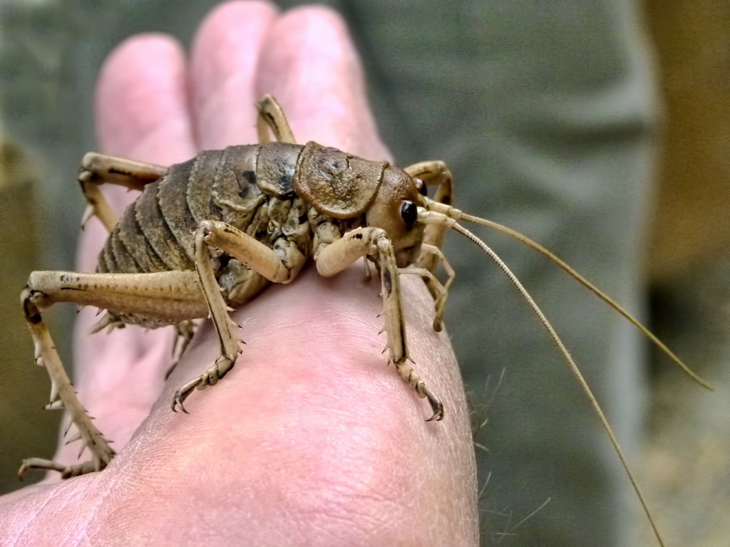 Giant Wētā