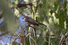 Rhipidura rufiventris