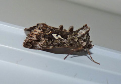 Syngrapha cryptica