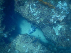 Epinephelus tukula