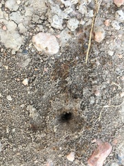 Tenuirostritermes