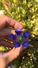 Gentiana plurisetosa