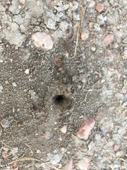Tenuirostritermes